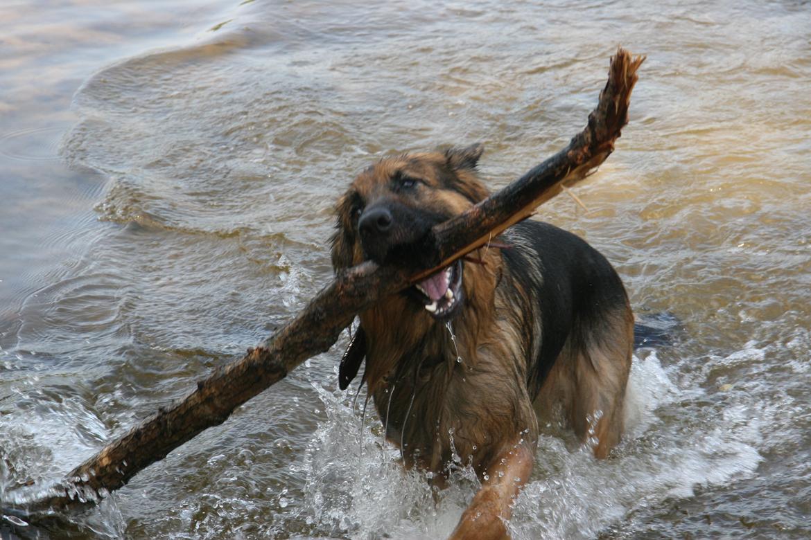 Schæferhund Diesel billede 38