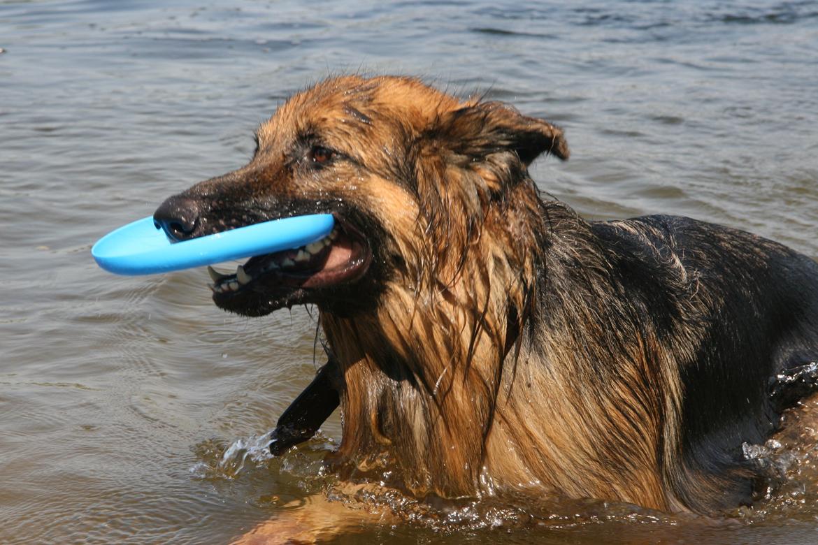 Schæferhund Diesel billede 39