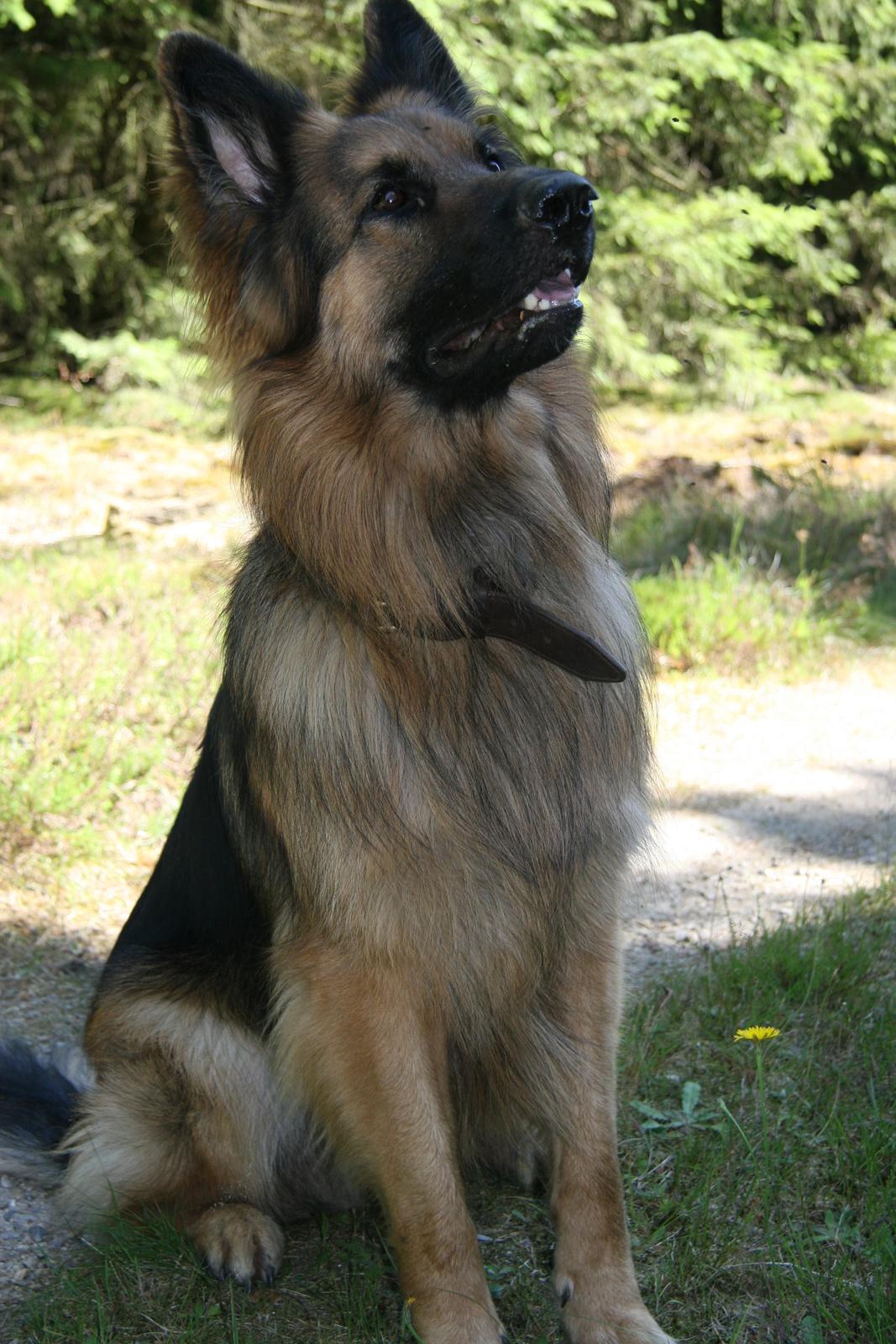 Schæferhund Diesel billede 36