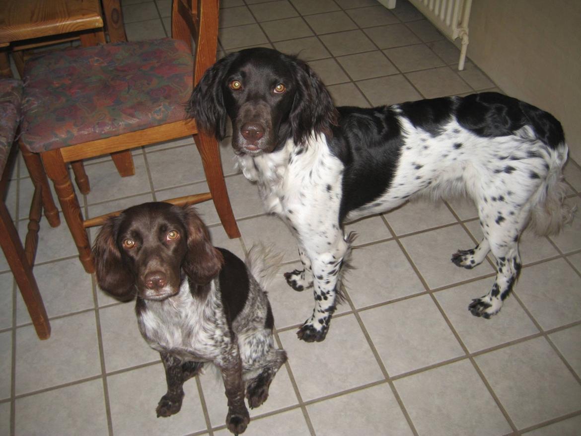 Kleiner münsterländer Sallie billede 3