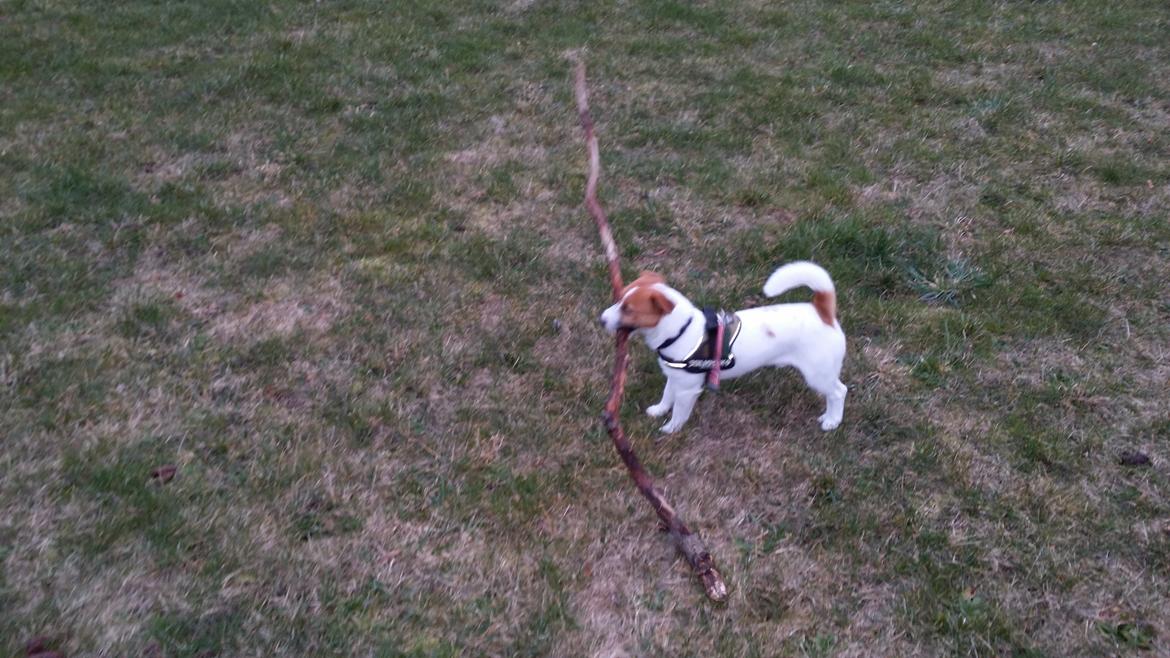 Jack russell terrier Thor billede 1