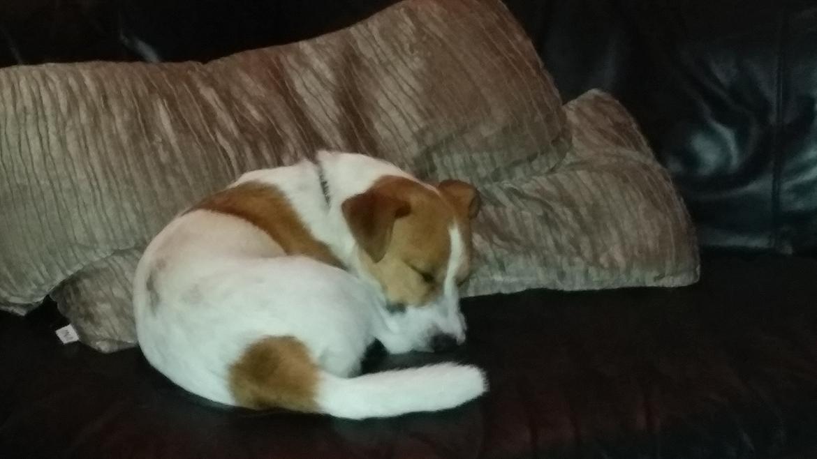 Jack russell terrier Thor billede 2