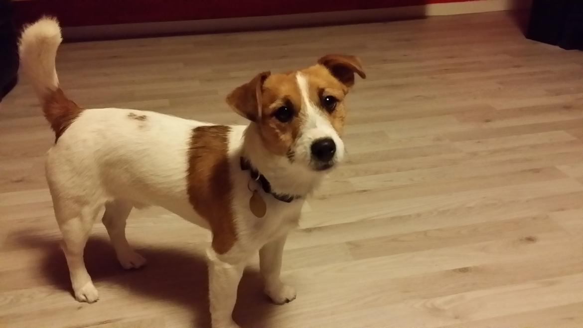 Jack russell terrier Thor billede 3