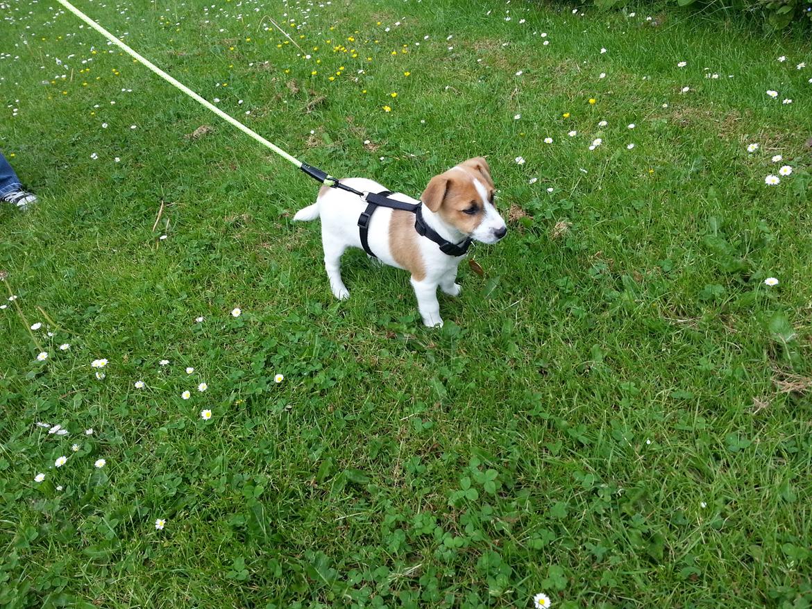 Jack russell terrier Thor billede 4
