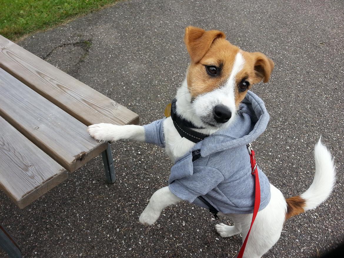 Jack russell terrier Thor billede 5