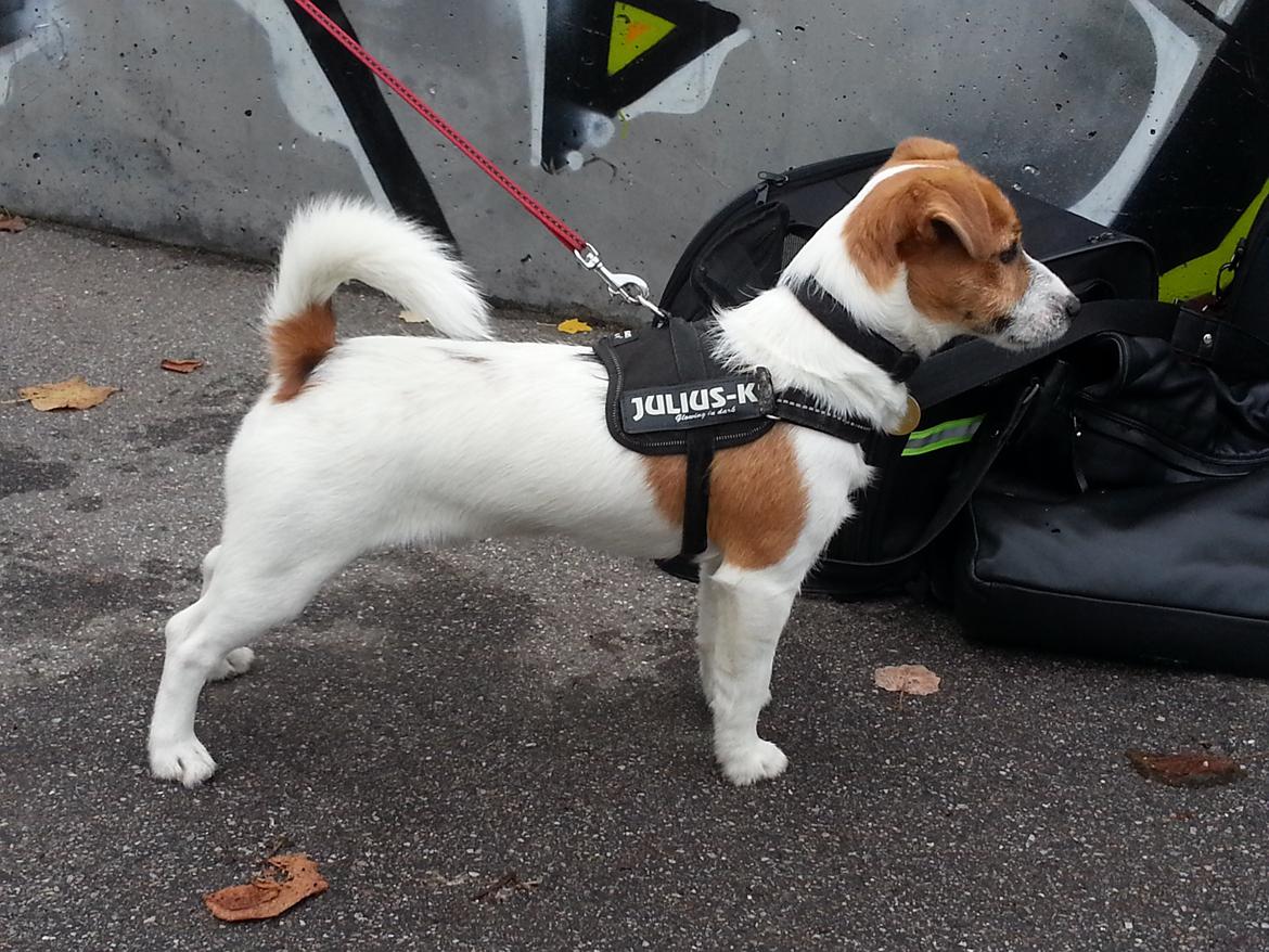 Jack russell terrier Thor billede 6