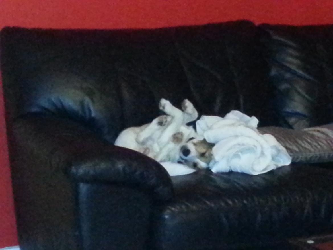 Jack russell terrier Thor billede 7