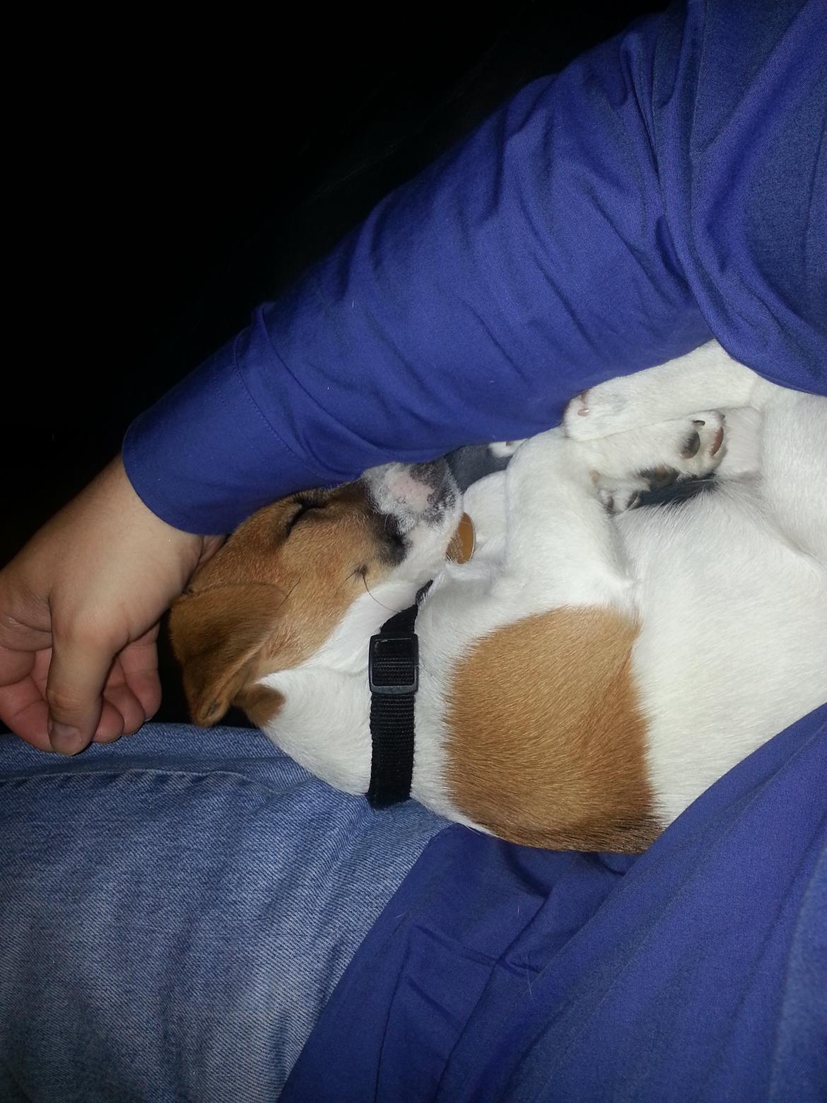 Jack russell terrier Thor billede 8