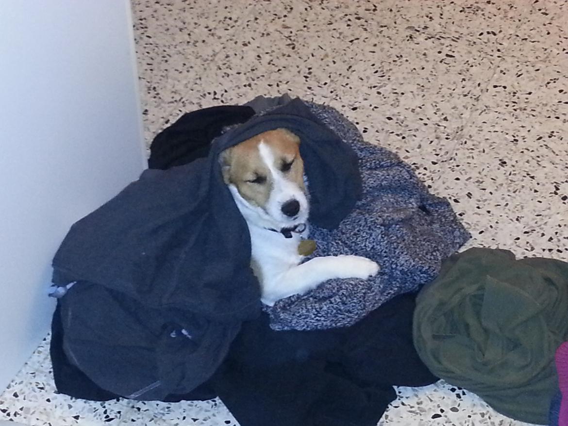 Jack russell terrier Thor billede 9