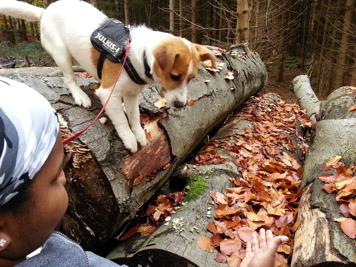 Jack russell terrier Thor billede 10