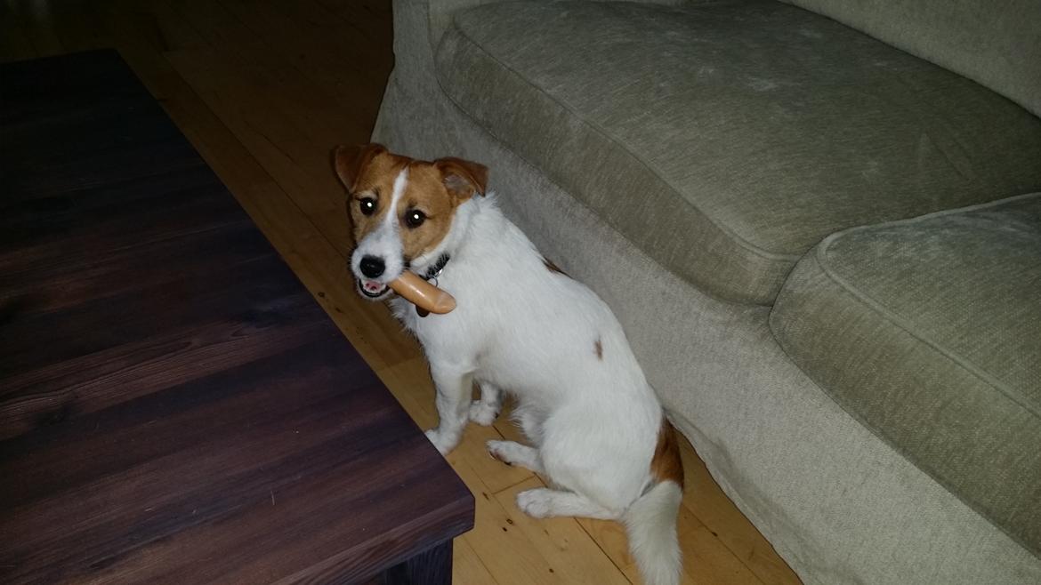 Jack russell terrier Thor billede 11