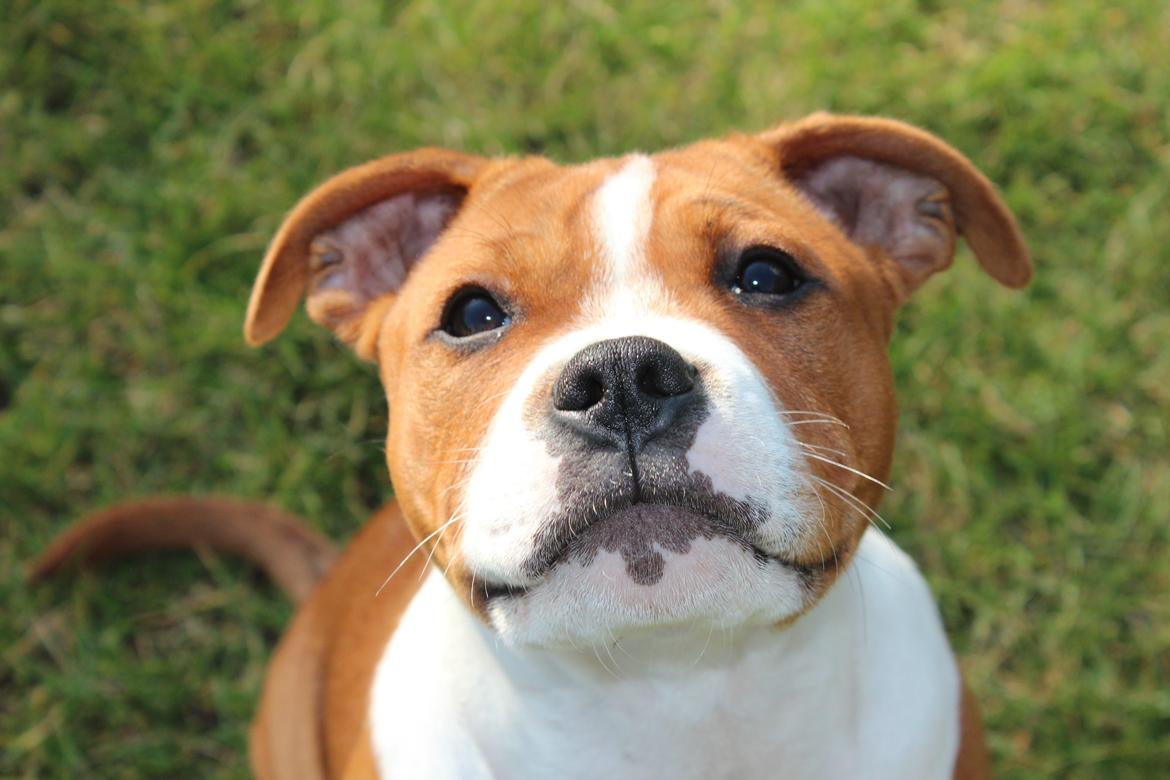 Staffordshire bull terrier Cedro *Himmelhund* Savner dig <3  billede 23