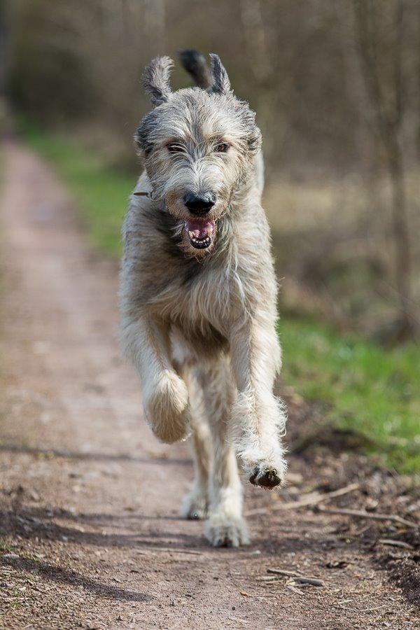 Irsk ulvehund Morgan - 17.04.2014, 2 år billede 45