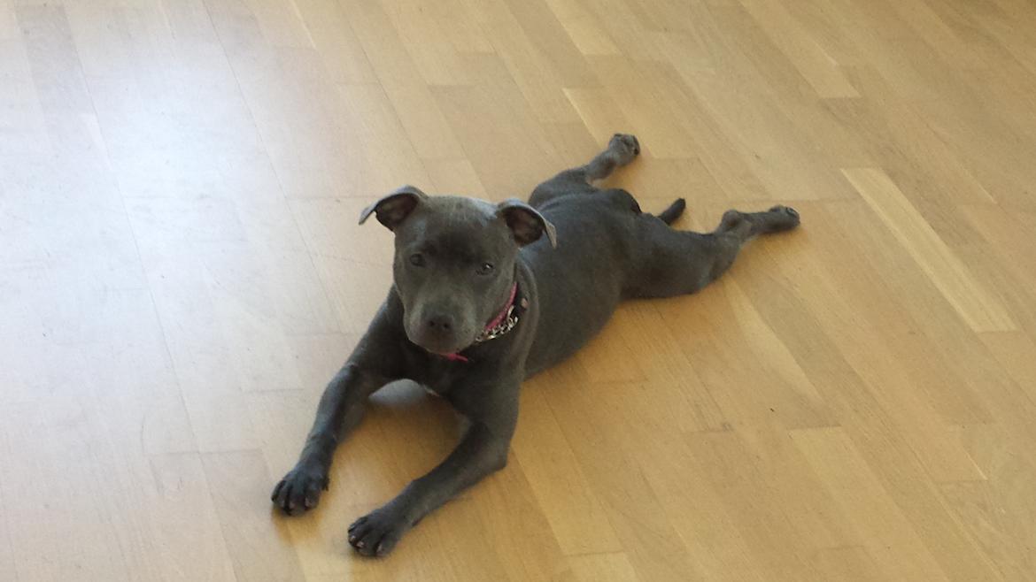 Staffordshire bull terrier Mumu billede 9