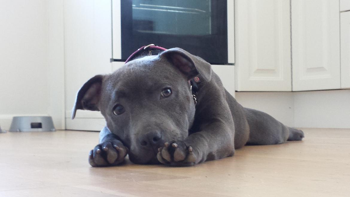 Staffordshire bull terrier Mumu billede 10