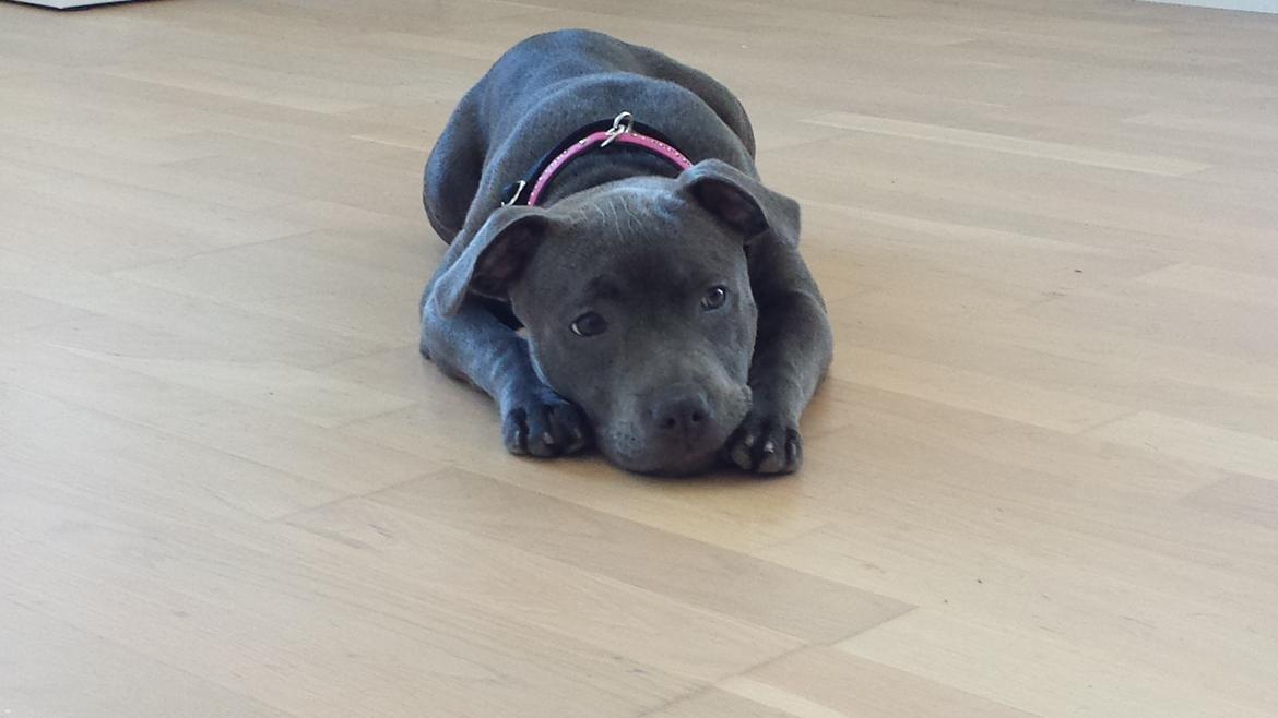 Staffordshire bull terrier Mumu billede 2