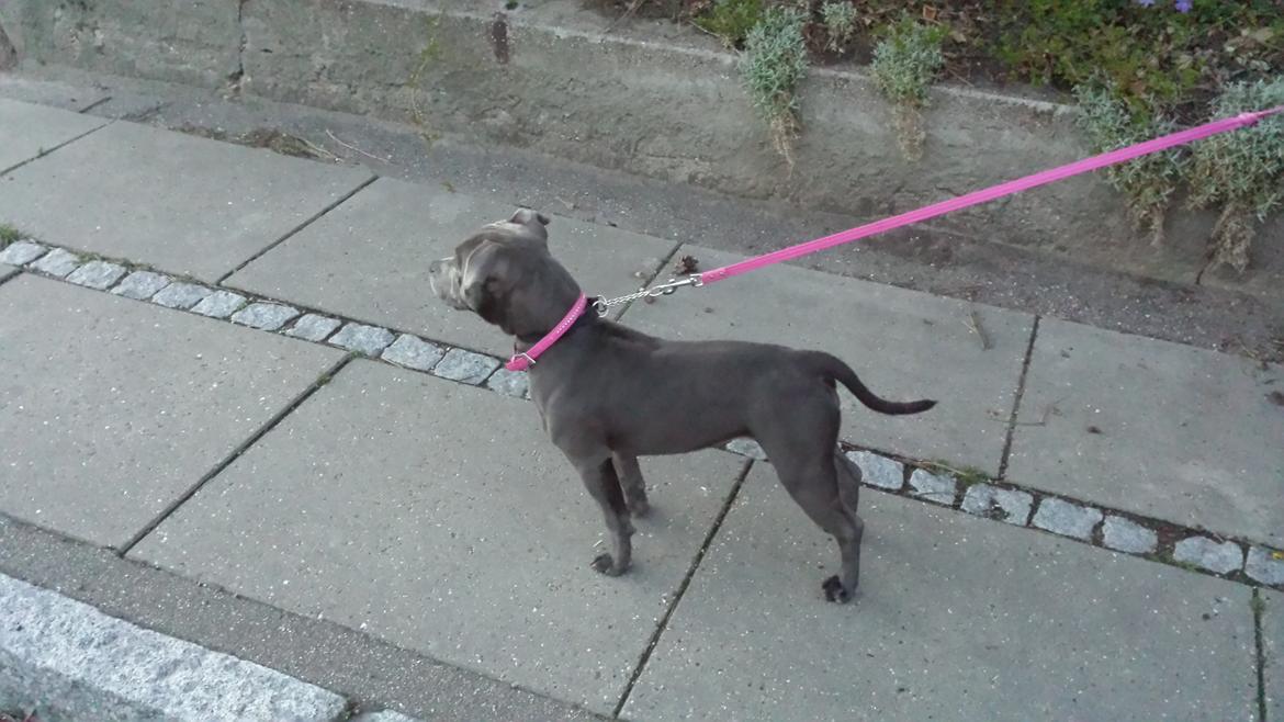 Staffordshire bull terrier Mumu billede 11