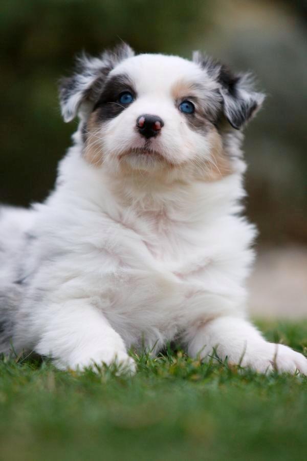 Australian shepherd Mahuna's Heart and Soul billede 5