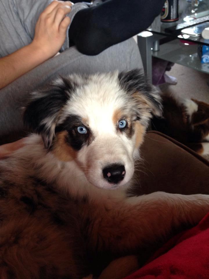 Australian shepherd Mahuna's Heart and Soul billede 17