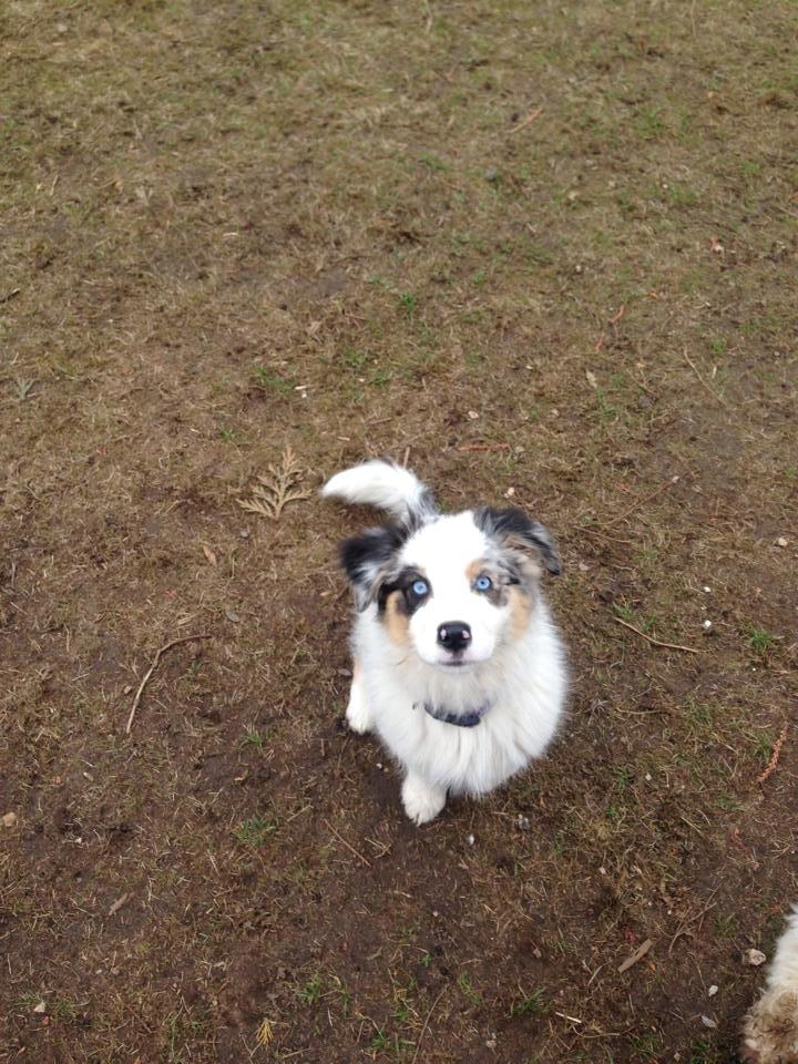 Australian shepherd Mahuna's Heart and Soul billede 18