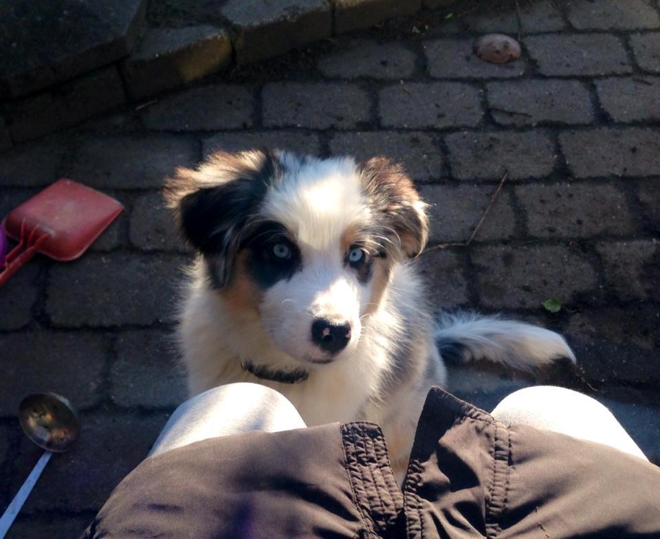 Australian shepherd Mahuna's Heart and Soul billede 12