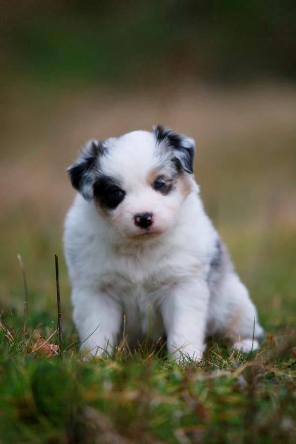 Australian shepherd Mahuna's Heart and Soul billede 4