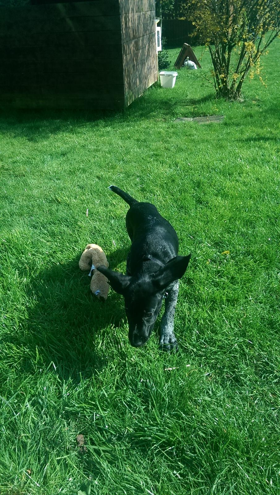 Ruhåret hønsehund Hjortlunds Eiko billede 41