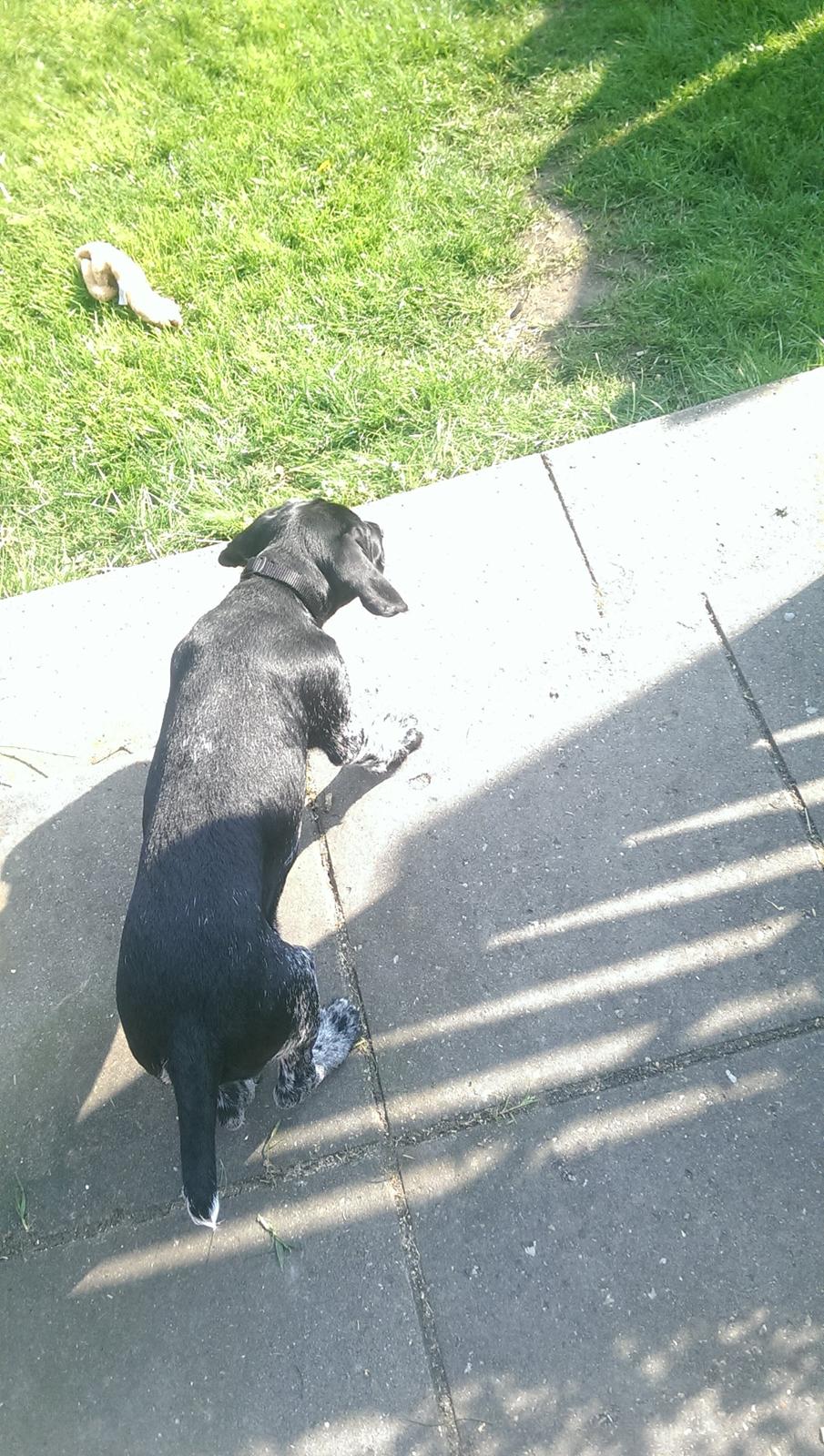 Ruhåret hønsehund Hjortlunds Eiko billede 42