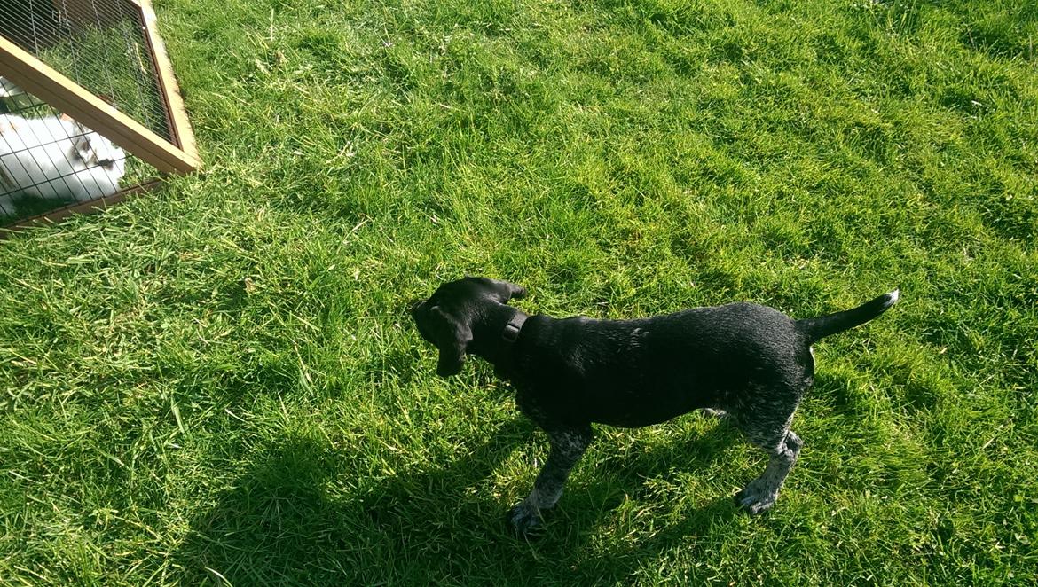 Ruhåret hønsehund Hjortlunds Eiko billede 44