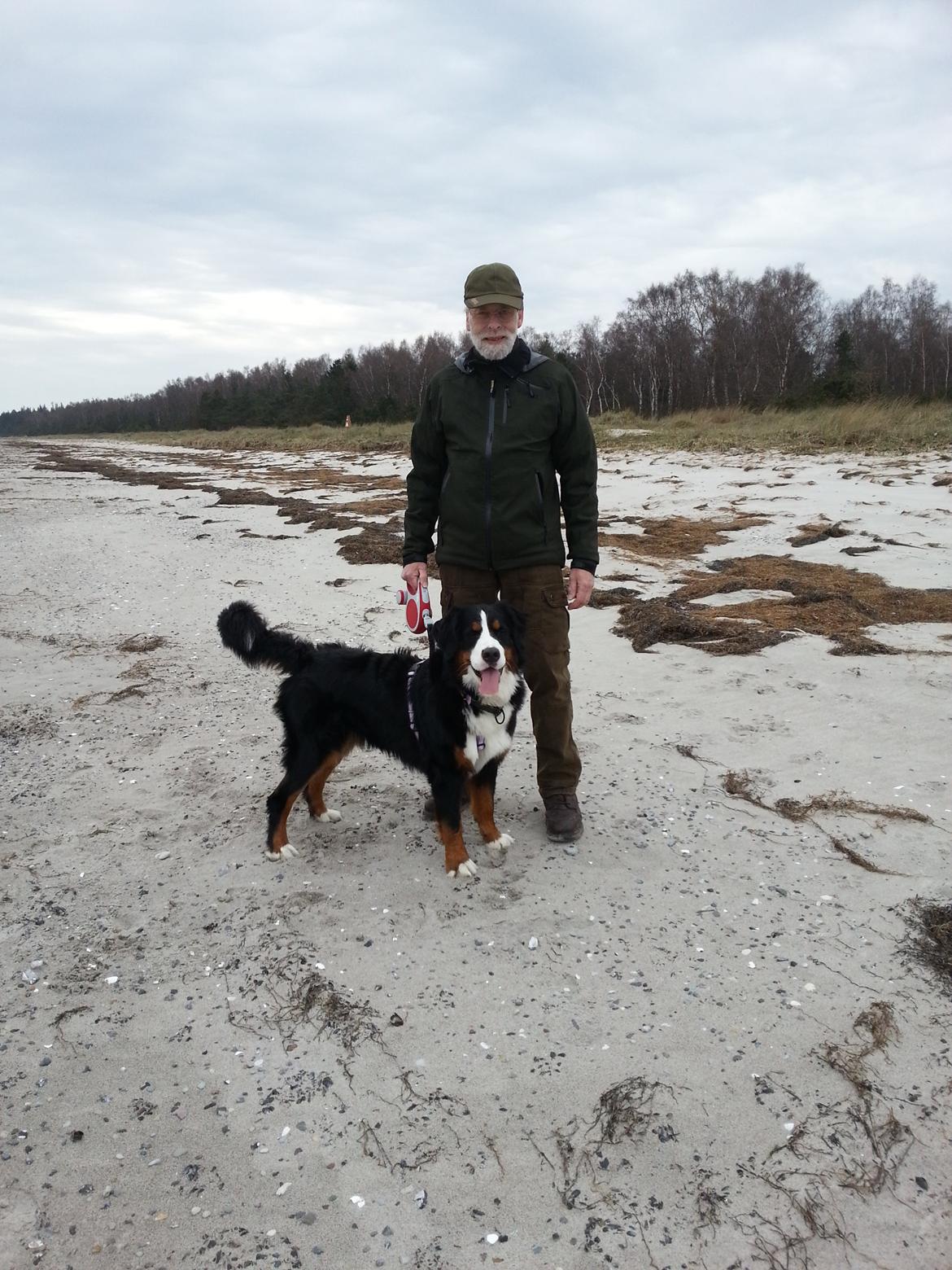 Berner sennenhund Brogårds Daisy(Freja i daglig tale) billede 16