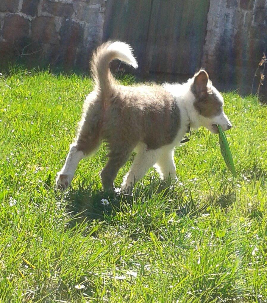 Border collie Yatzy billede 42