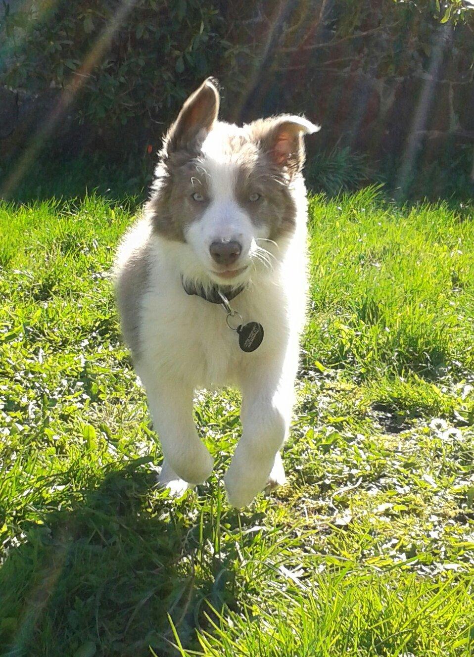 Border collie Yatzy billede 43