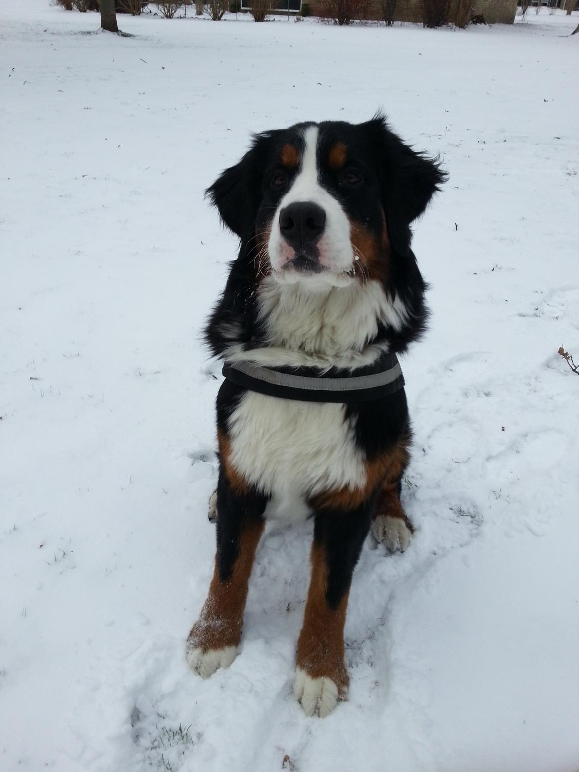 Berner sennenhund Brogårds Daisy(Freja i daglig tale) billede 17