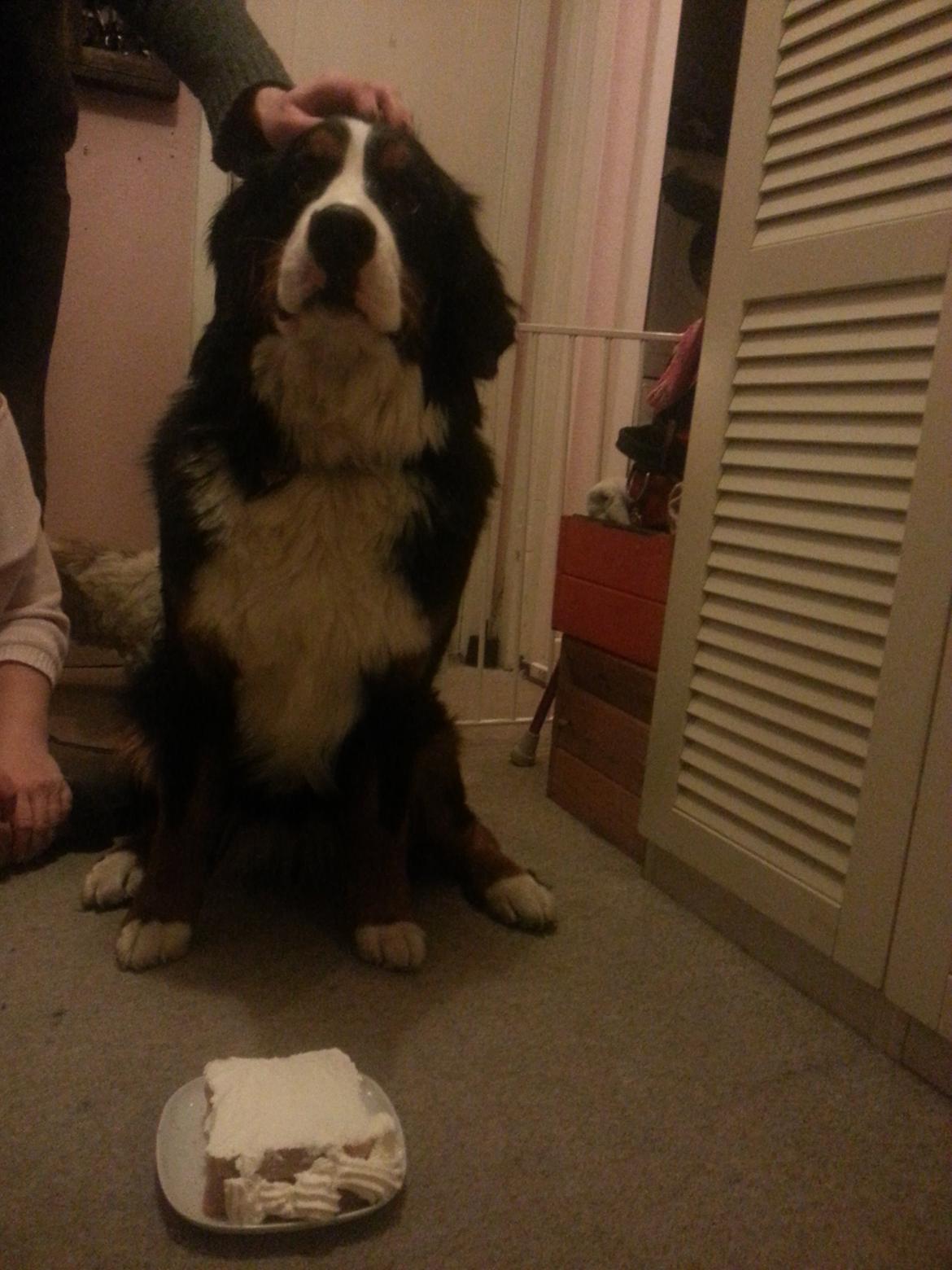 Berner sennenhund Brogårds Daisy(Freja i daglig tale) billede 18