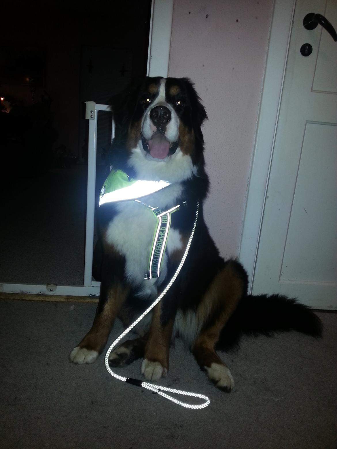 Berner sennenhund Brogårds Daisy(Freja i daglig tale) billede 19