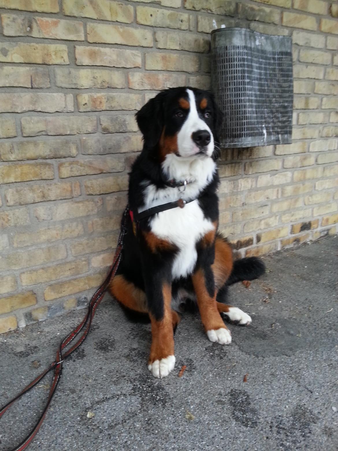 Berner sennenhund Brogårds Daisy(Freja i daglig tale) billede 20