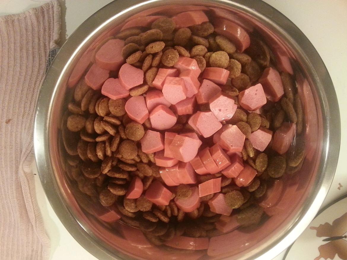 Berner sennenhund Brogårds Daisy(Freja i daglig tale) billede 21