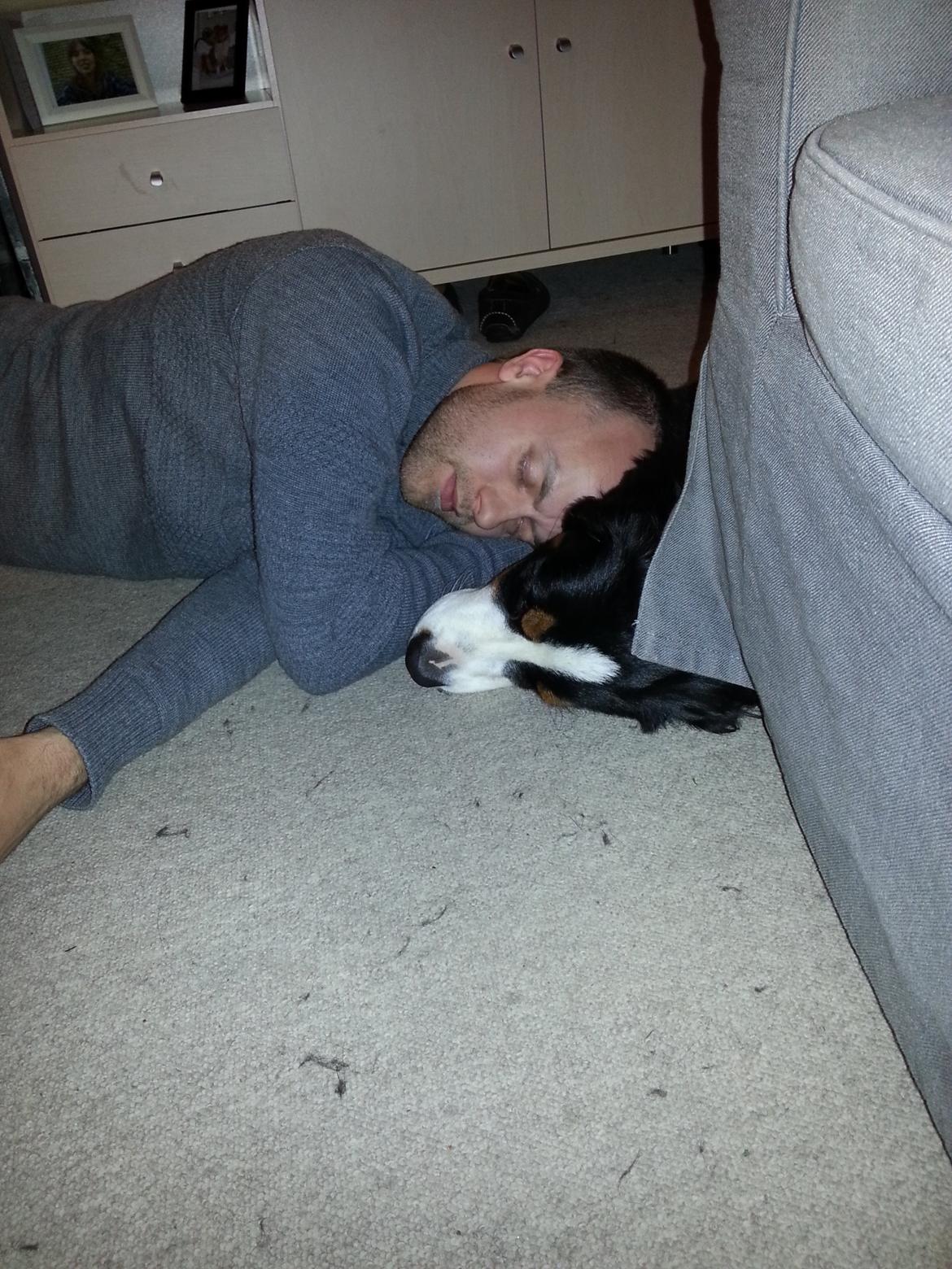 Berner sennenhund Brogårds Daisy(Freja i daglig tale) billede 22