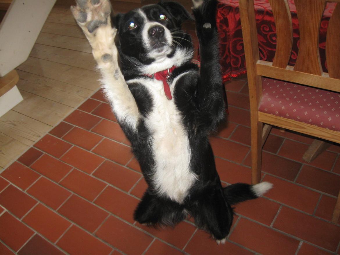 Border collie Tezz billede 2