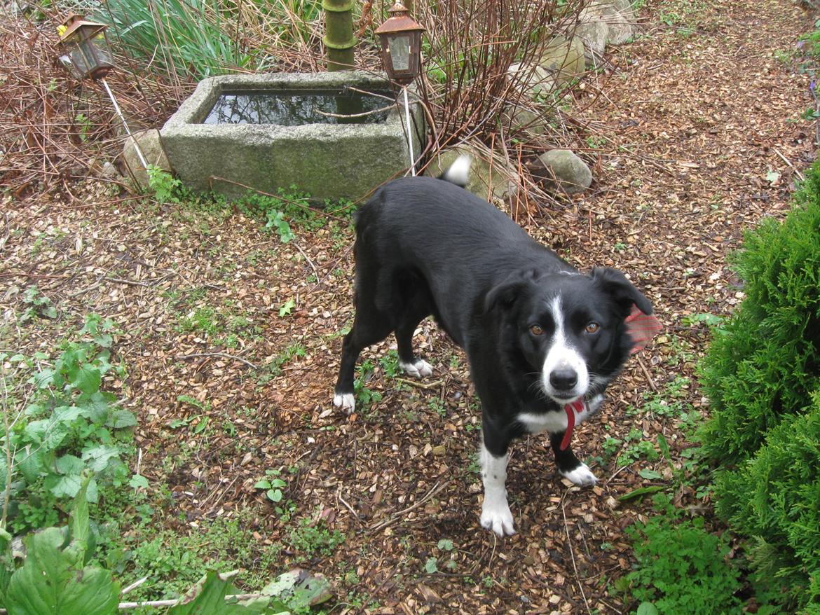 Border collie Tezz billede 3