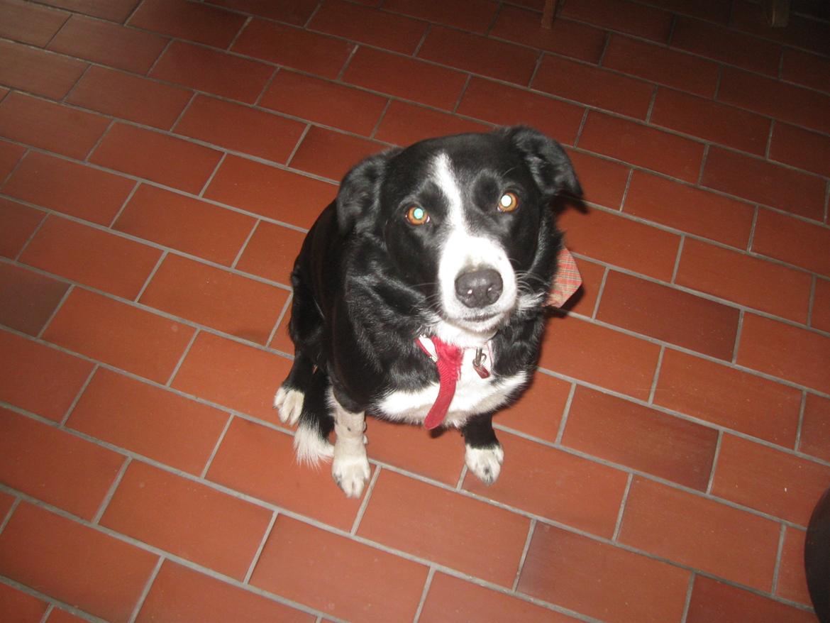 Border collie Tezz billede 5