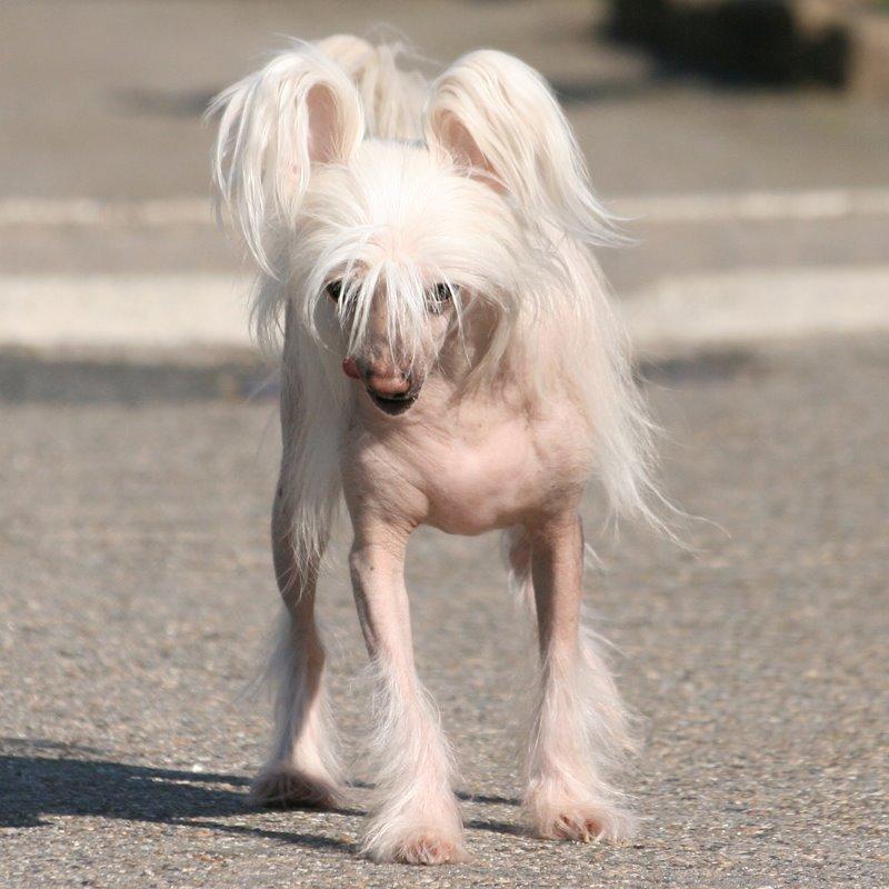 Chinese crested hårløs Silas - *19/4-14* billede 13