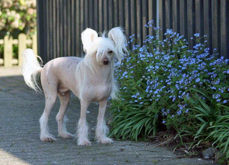 Chinese crested hårløs Silas billede 39