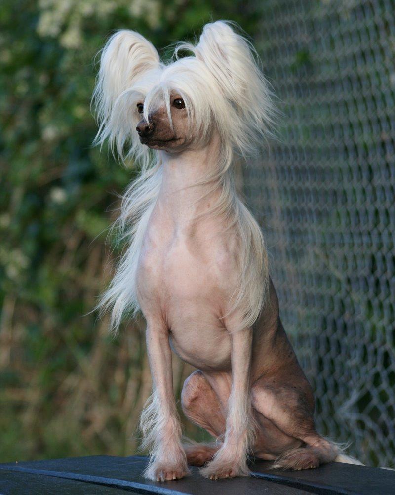 Chinese crested hårløs Silas billede 14
