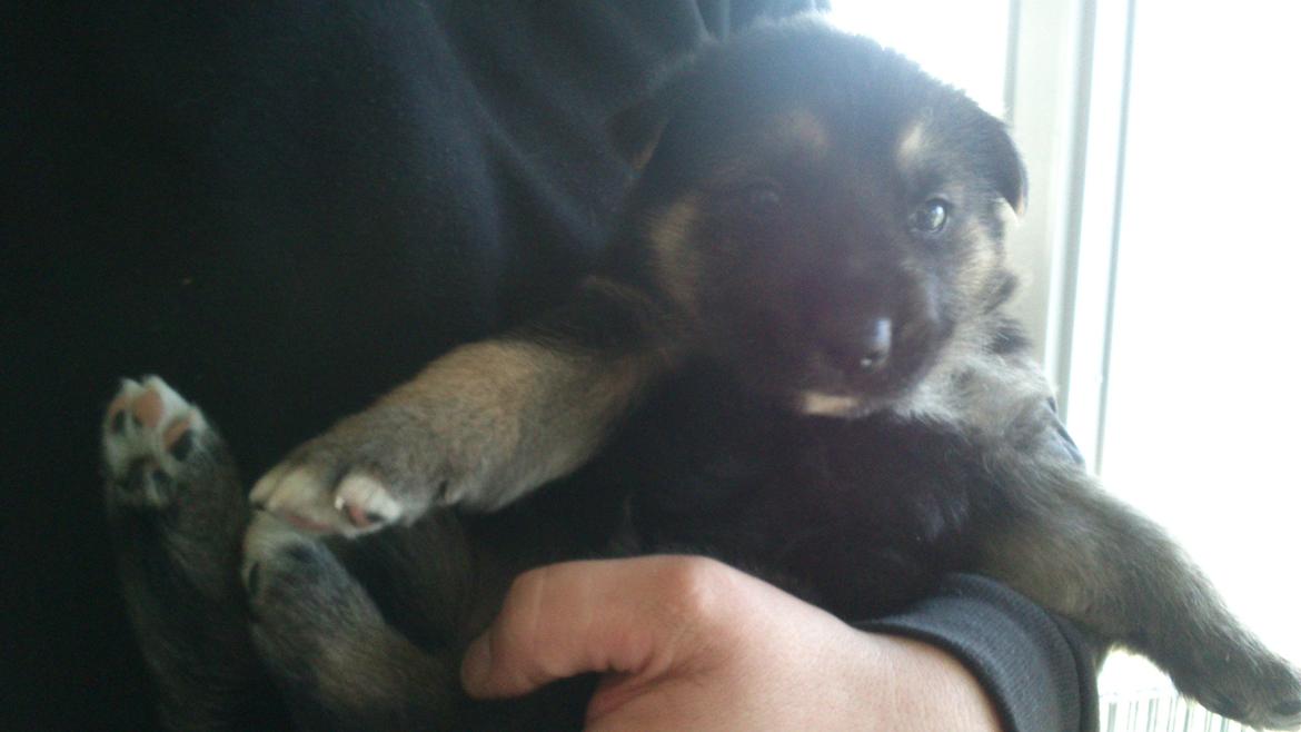 Schæferhund Rex billede 1