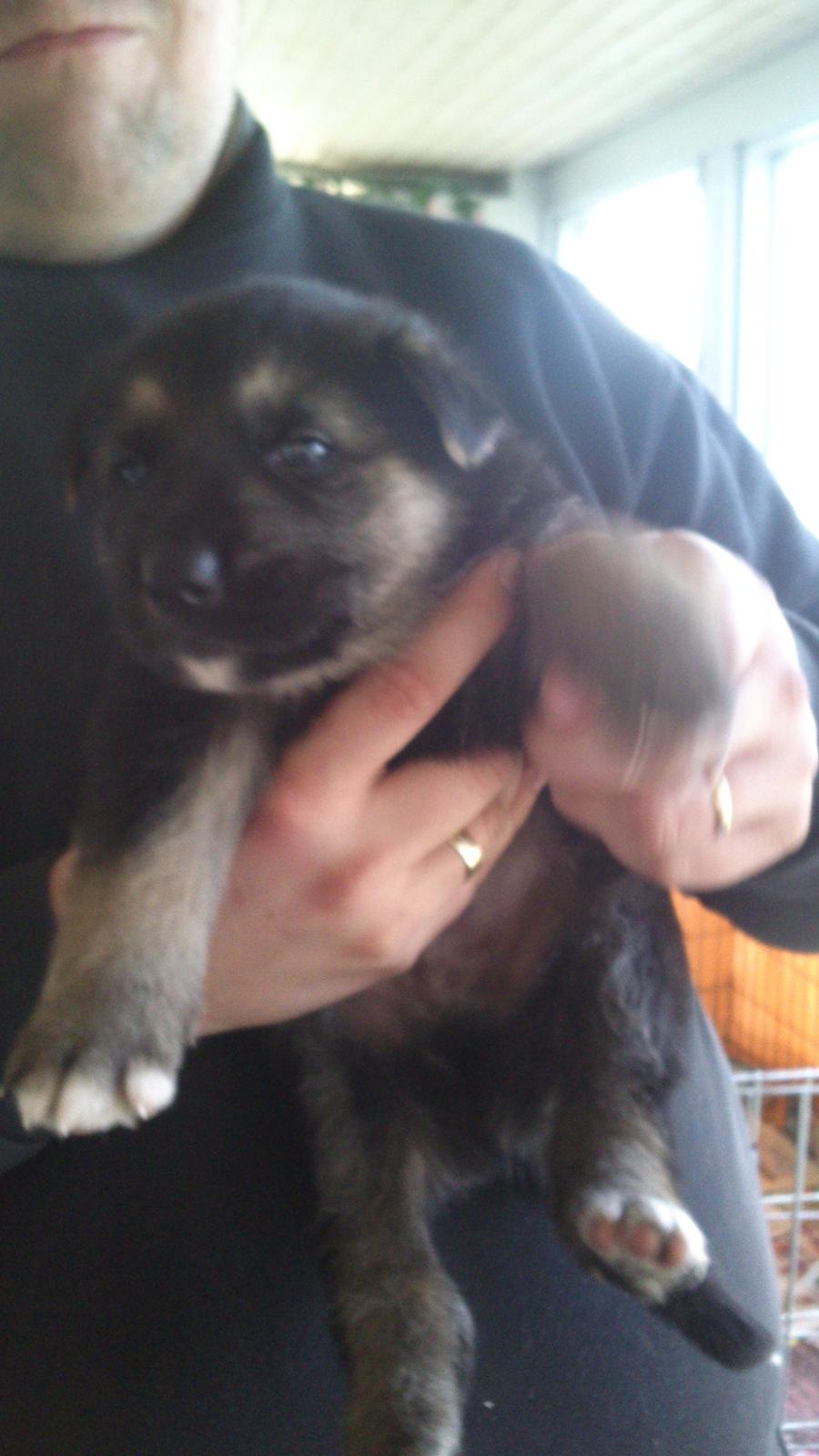 Schæferhund Rex billede 2