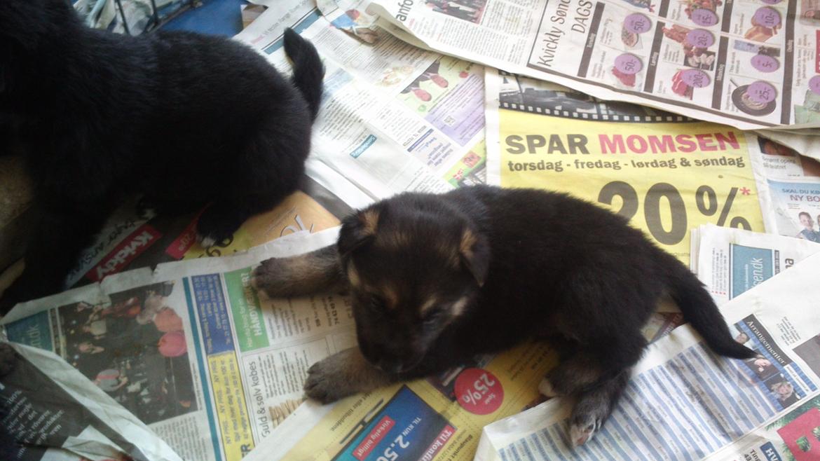 Schæferhund Rex billede 4