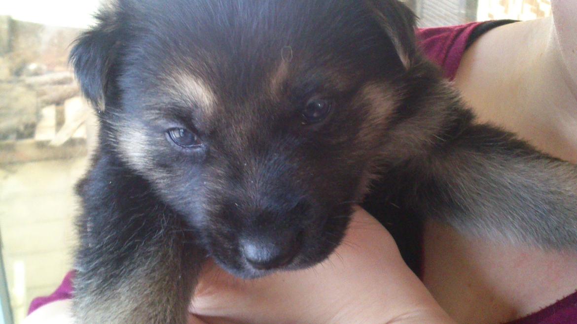 Schæferhund Rex billede 3