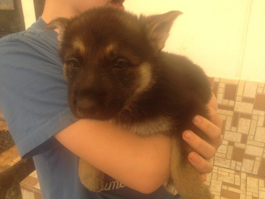 Schæferhund Rex billede 5