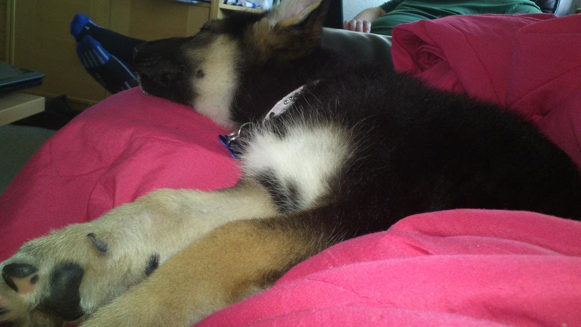 Schæferhund Rex billede 7